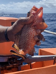 Epinephelus guttatus