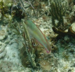 Halichoeres maculipinna