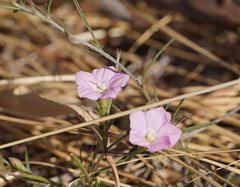 Convolvulus angustissimus