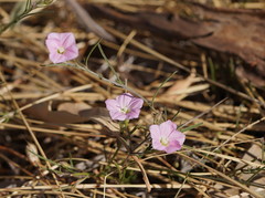 Convolvulus angustissimus