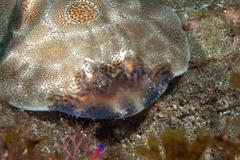 Diplobatis ommata