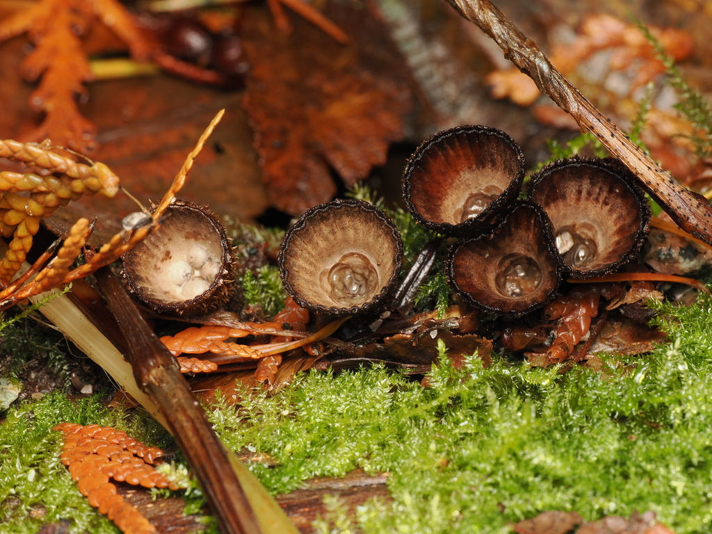 Cyathus striatus · November 2025 · photo: © quillipede (iNaturalist, cc0)