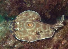 Diplobatis ommata