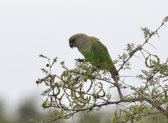 Poicephalus cryptoxanthus