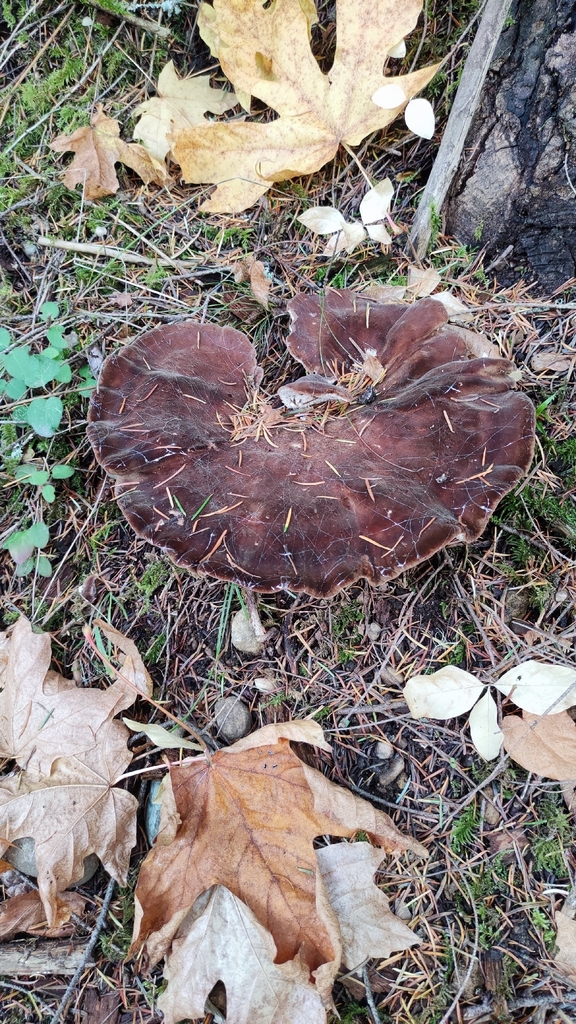 Jahnoporus hirtus · November 2025 · photo: © robidium (iNaturalist, cc-by-sa)