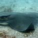 Bat Ray - Photo (c) craigjhowe, some rights reserved (CC BY-NC-ND)