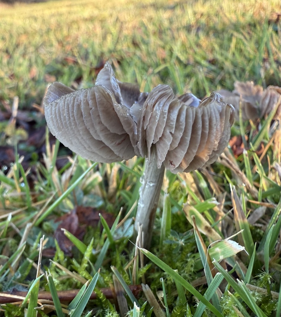 Entoloma porphyrophaeum