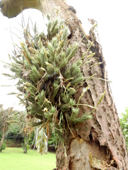 Tillandsia tricholepis