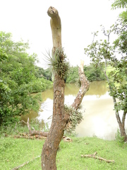 Tillandsia tricholepis