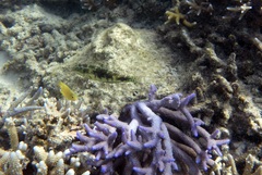 Halichoeres margaritaceus