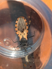 Triatoma dimidiata