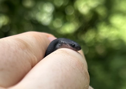 Schmidt’s Coffee-Snake
