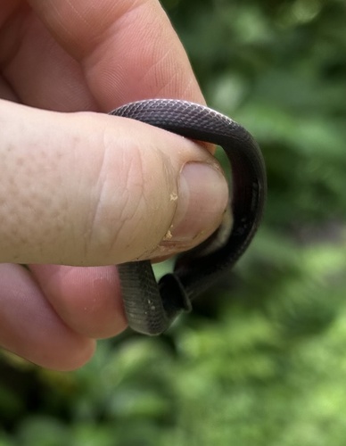 Schmidt’s Coffee-Snake