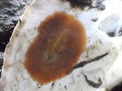 Acotylea