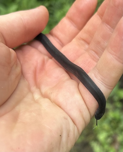 Schmidt’s Coffee-Snake