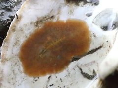 Acotylea