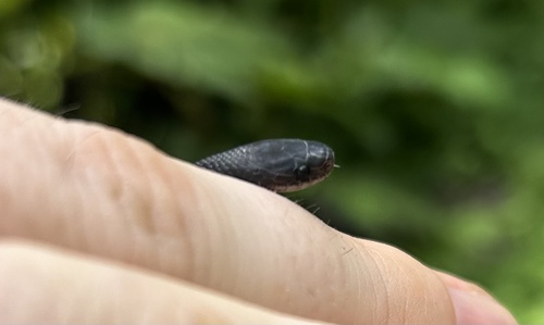 Schmidt’s Coffee-Snake