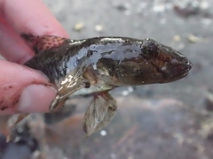 Acanthogobius