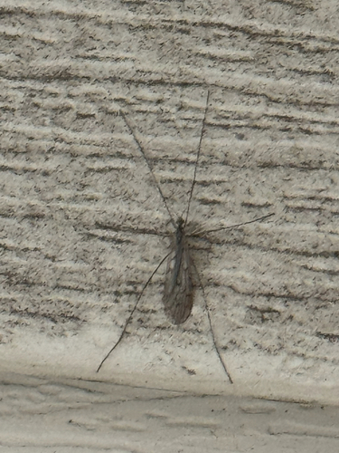Unknown species found near Skinner Flat Rd, Manchester, TN, US