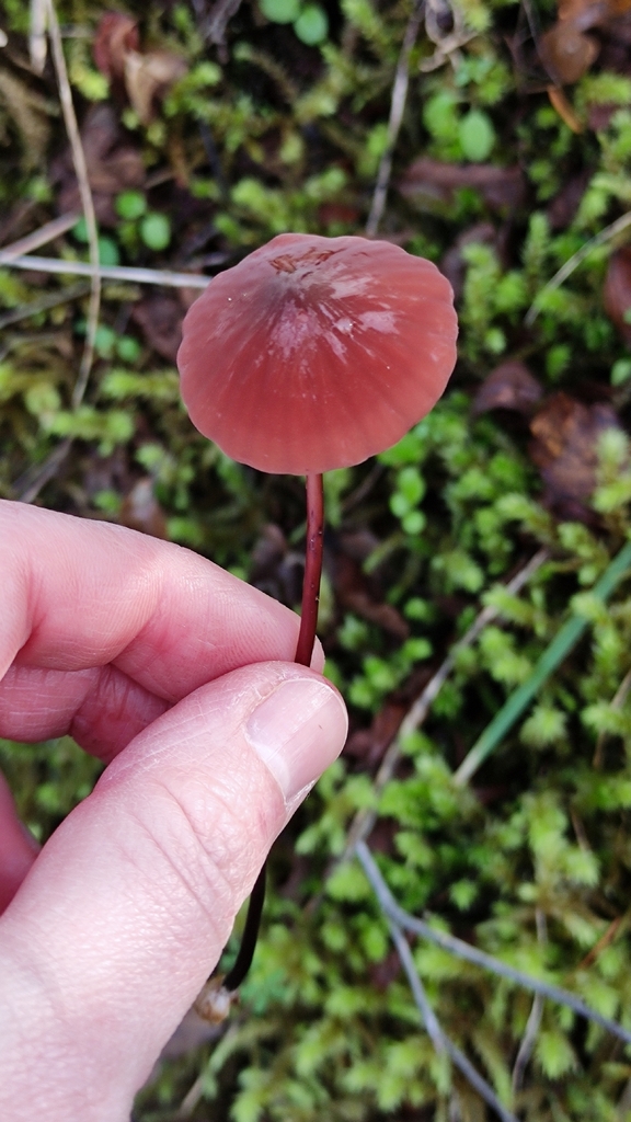 Marasmius plicatulus · November 2025 · photo: © robidium (iNaturalist, cc-by-sa)