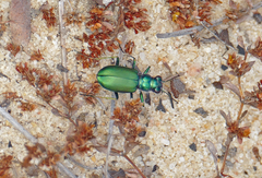 Cicindela nigrior