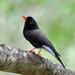 Retz's Helmetshrike - Photo (c) Russ Hoverman, some rights reserved (CC BY-NC), uploaded by Russ Hoverman
