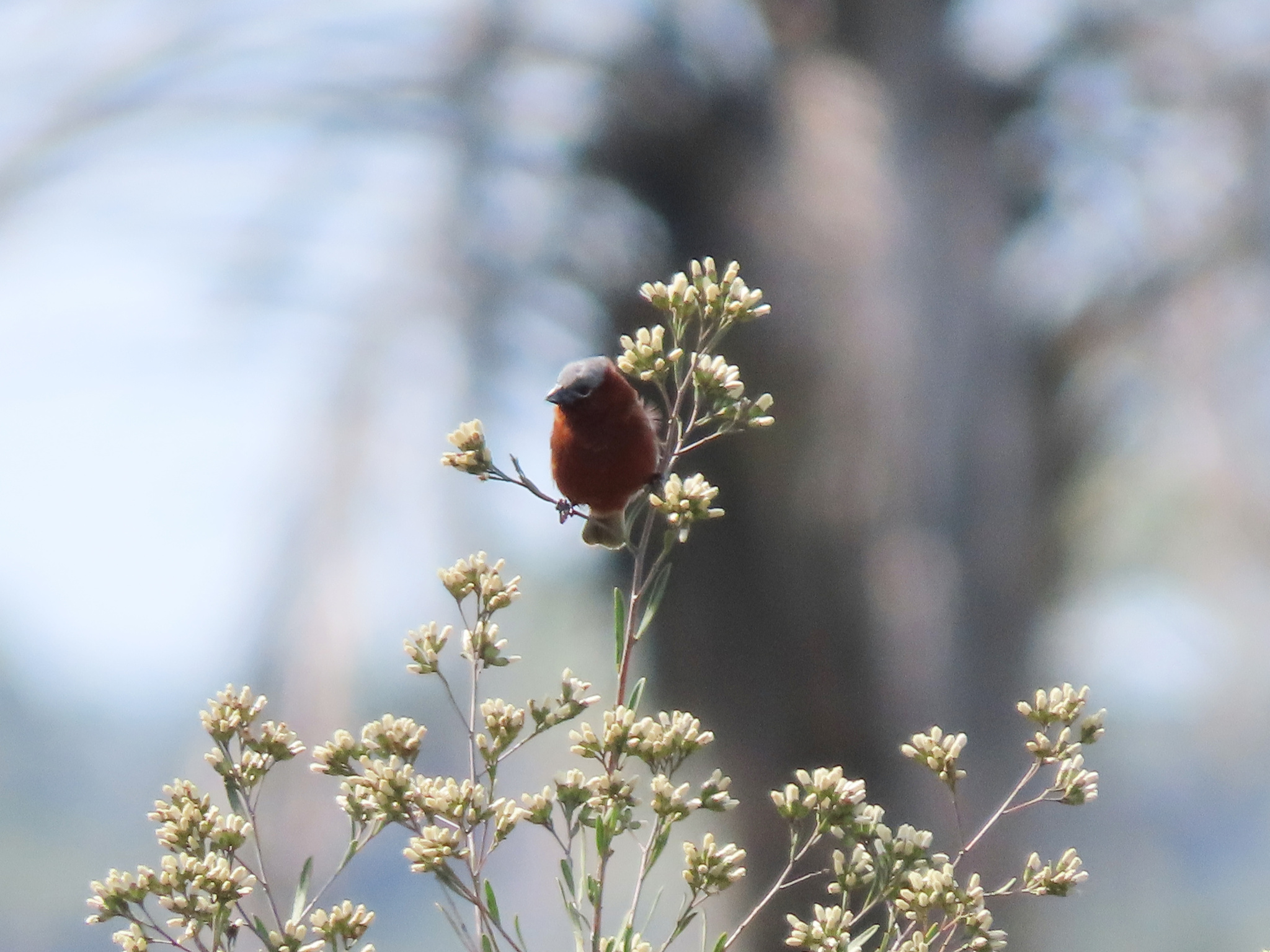 Chestnut Seedeater (Sporophila cinnamomea), photo 4