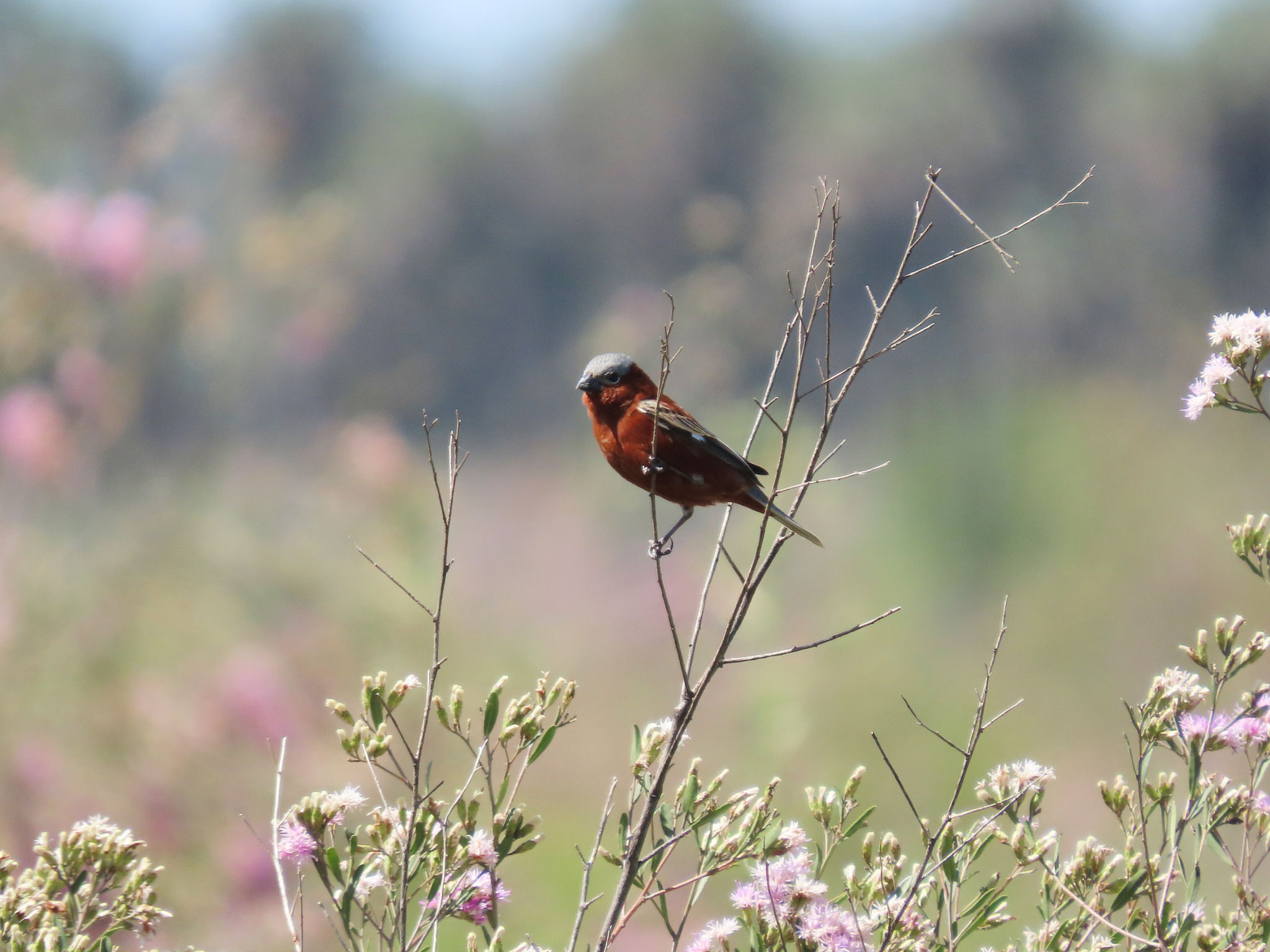 Chestnut Seedeater (Sporophila cinnamomea), photo 6