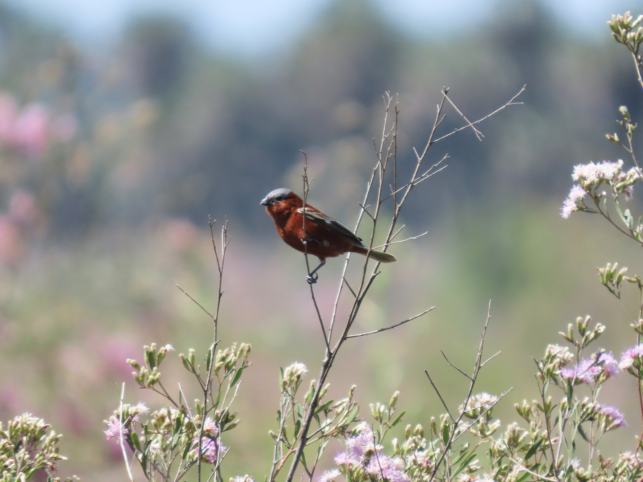 Chestnut Seedeater (Sporophila cinnamomea), photo 5