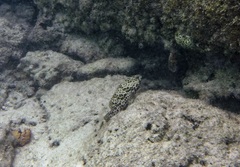 Epinephelidae