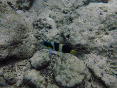 Thalassoma nigrofasciatum