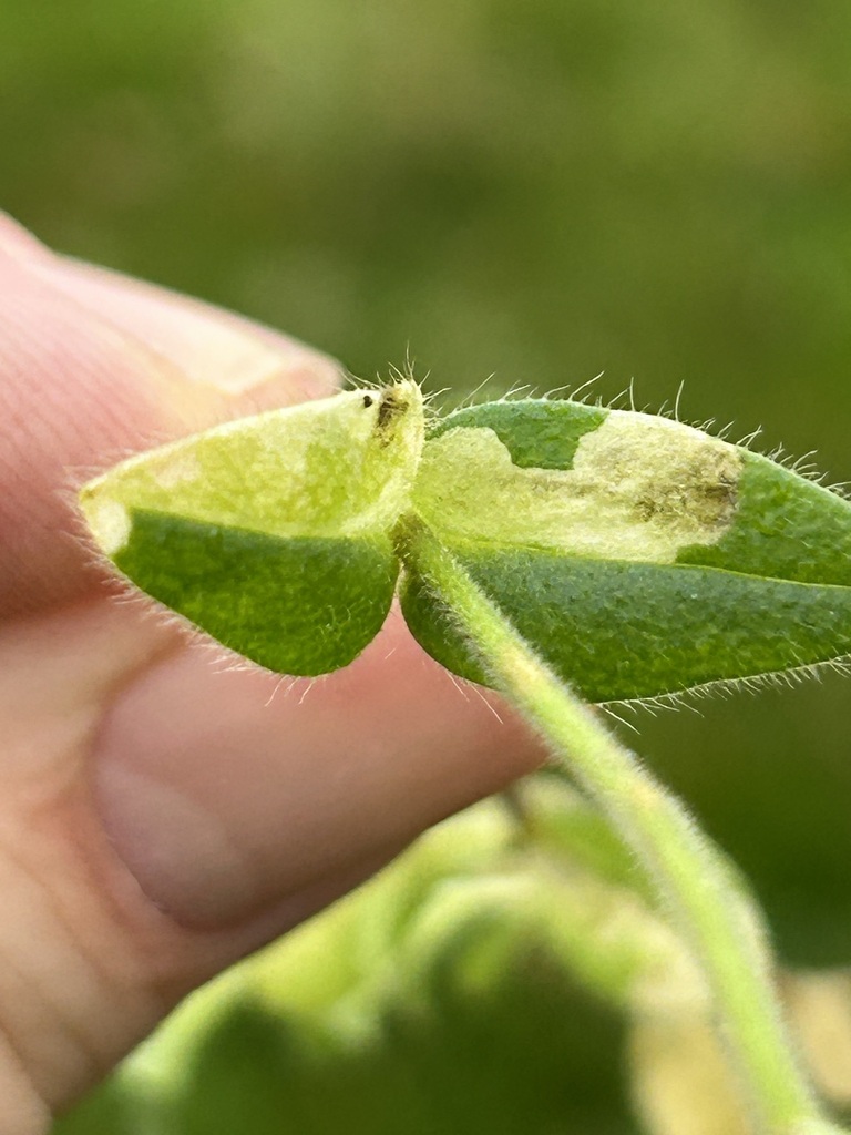 Carnation Tip Maggot