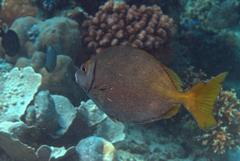Siganus sutor
