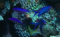 Mirolabrichthys pascalus