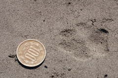 Lycalopex culpaeus culpaeus