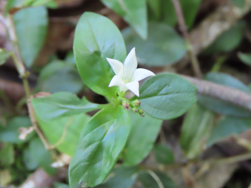 Spigelia humboldtiana, photograph 6