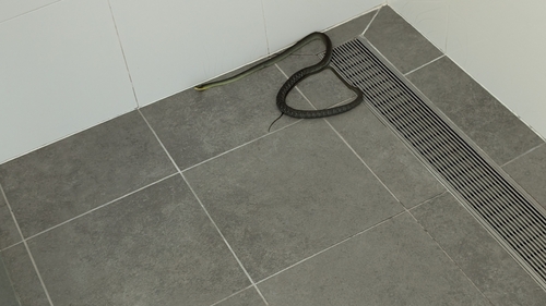 Common Tree Snake sighting