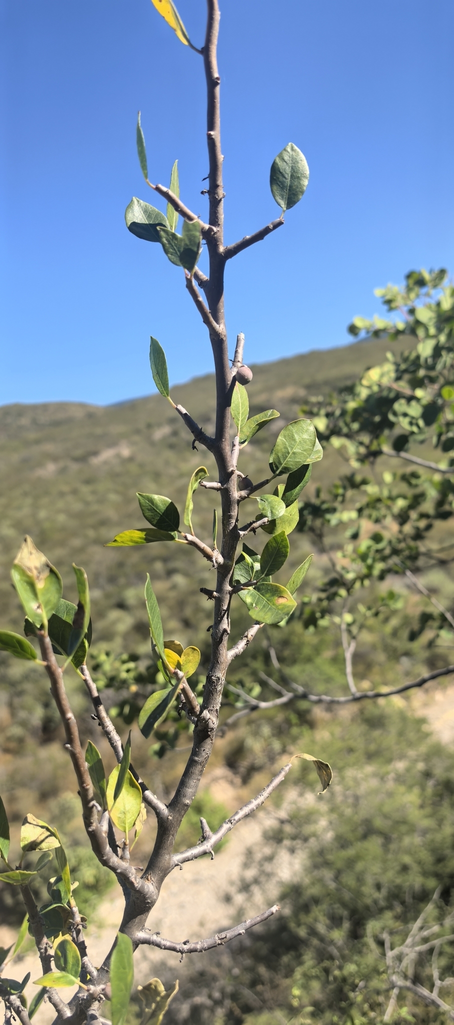 Imagem de Bursera schlechtendalii