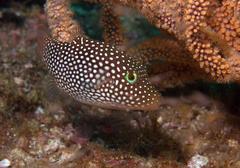 Canthigaster punctatissima