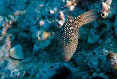 Canthigaster punctatissima