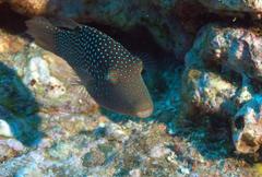 Canthigaster punctatissima