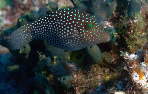Spotted Sharpnose Puffer
