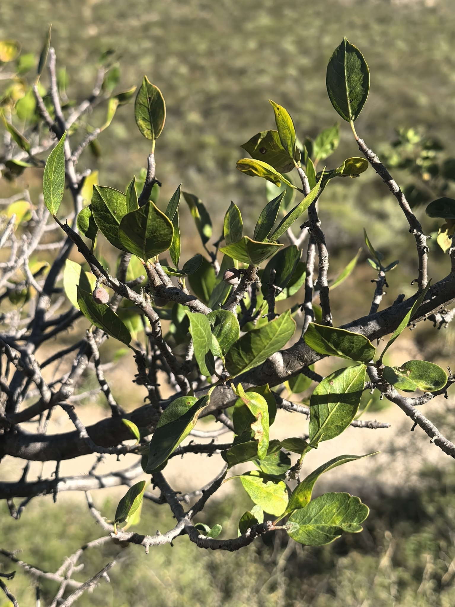 Imagem de Bursera schlechtendalii