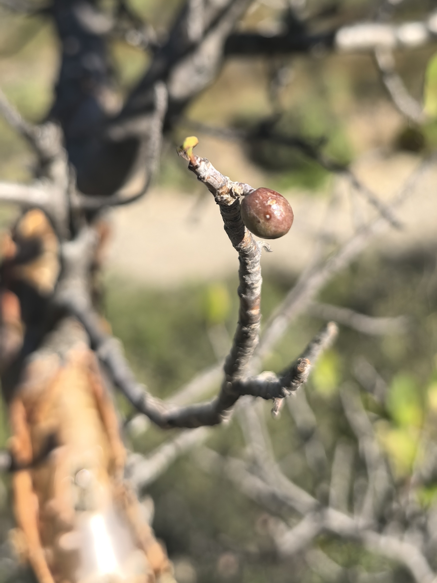 Imagem de Bursera schlechtendalii