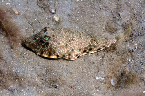 Southern Puffer