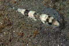 Lagocephalus sceleratus