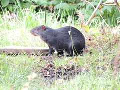 Dasyprocta fuliginosa