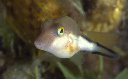 Caribbean Sharpnose Puffer