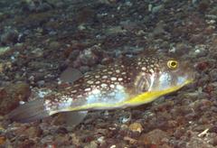 Chelonodontops patoca