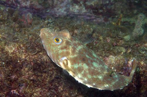 Longnose Puffer